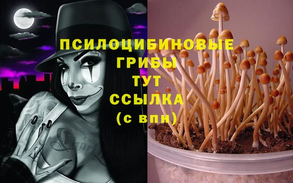 индика Аркадак